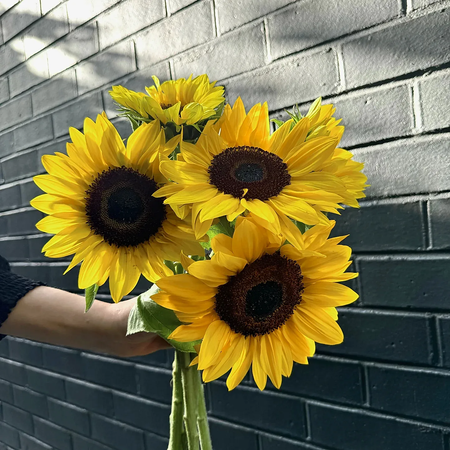 A hand holds a vibrant bouquet of Flowers on Norton St's Sunny Sunflowers against a textured dark brick wall backdrop. The bright yellow petals and dark centers of the sunflowers contrast with the shadowed surface, emphasizing their vivid colors in natural light.