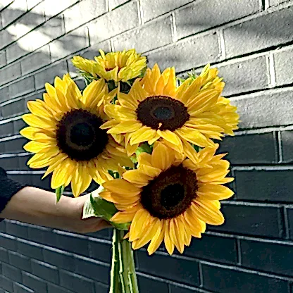 A hand holds a vibrant bouquet of Flowers on Norton St's Sunny Sunflowers against a textured dark brick wall backdrop. The bright yellow petals and dark centers of the sunflowers contrast with the shadowed surface, emphasizing their vivid colors in natural light.