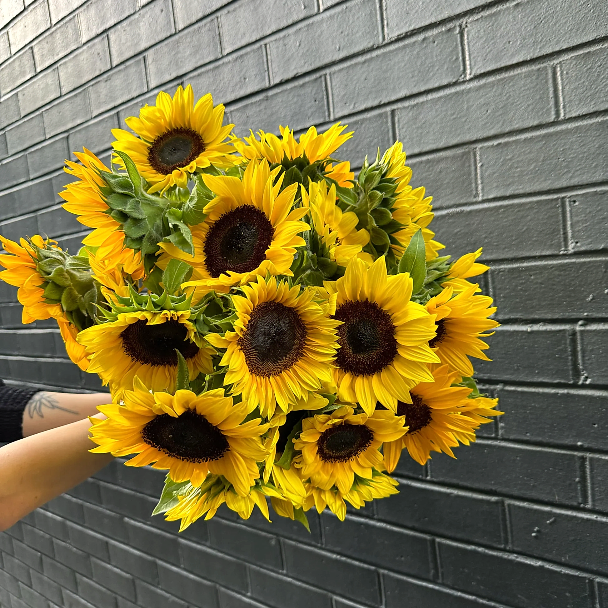 A bouquet of Sunny Sunflowers from Flowers on Norton St is held against a dark gray brick wall. The vibrant sunflowers, featuring their rich brown centers and bright green leaves, create a striking contrast with the background.