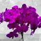 A bouquet of Flowers on Norton St's Phalaenopsis Orchids Cut Stems in a clear vase against a light gray backdrop. The orchids are fully bloomed, displaying vivid colors and intricate petal details—ideal for your next Instagram flowers post.