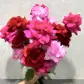A hand holding the Rose Trio Bouquet from FlowersonNortonSt, featuring vibrant Columbian roses in deep red, bright pink, and soft purple against a light gray background.