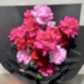 The Rose Trio Bouquet by FlowersonNortonSt showcases a stunning arrangement of vibrant pink and red Columbian roses with lush petals, elegantly wrapped in black paper. The bouquet's vivid colors create a striking contrast against the light gray background, emphasizing the beauty and richness of the blooms.
