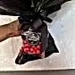A hand holds a package of bright red chocolate balls labeled "Dark Orange Choc Balls." Behind it, a whimsical arrangement with the Strawberry Kisses Mixed Bouquet by Flowers on Norton St is partially concealed by black gift wrap. A light, textured background complements the scene.