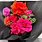The Strawberry Kisses Mixed Bouquet 2024 by Flowers on Norton St showcases a playful mix of red and pink blooms, including vibrant roses and bright dahlias, accented with orange flowers, elegantly arranged against striking black wrapping.