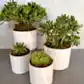 Four small *Marble Planters* by Flowers on Norton St are arranged on a gray surface, showcasing various green succulent species nestled in moss. These white, marbled planters create a minimalist and natural display, making them an ideal gift for plant lovers.
