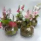 A set of four low-maintenance native orchids from FlowersonNortonSt is beautifully arranged in bubble vases, showcasing delicate pink and red blossoms planted in moss. The neutral gray background accentuates the vibrant colors of these flowering plants.