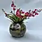The native orchids in bubble vase by FlowersonNortonSt beautifully display a low-maintenance, lush arrangement of pink orchid flowers complemented by small leaves and moss at the base, all set against a plain gray background.