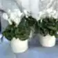 Three FlowersonNortonSt Mini Cyclamen Indoor Plants flourish indoors in white pots on a marble-like surface, showcasing dark green leaves with light patterns and delicate blooms against a soft gray background.