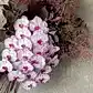 Create an Instagram-worthy post with Flowers on Norton St's Phalaenopsis Orchids Cut Stems. These breathtaking moth orchids feature white petals contrasting against vibrant pink centers, complemented by soft foliage and a muted green background. Perfect for any floral display!.